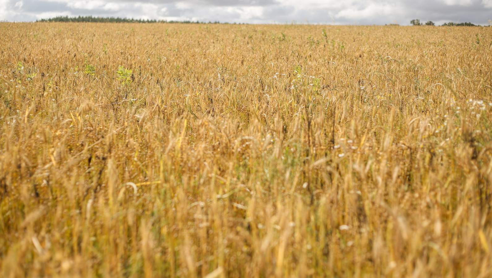 15,3 millions d’euros pour déployer à grande échelle des alternatives aux produits phytopharmaceutiques et préserver la rentabilité des exploitations